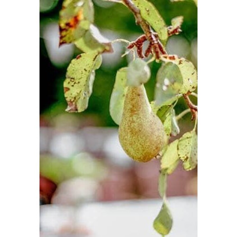 Oak Street Candles Natural Soy Wax Melts Orchard Pear - Picture 2 of 3